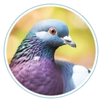 Produkty dla gołębi