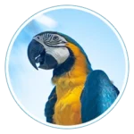 Karmy dla ptaków egzotycznych Karmy dla ptaków egzotycznych